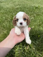 Harper, a female Cavalier King Charles Spaniel for sale in Balsam Lake, WI – 2 of 8