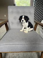 Charlie, a male Cavalier King Charles Spaniel for sale in Balsam Lake, WI – 6 of 9