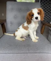 Roman, a male Cavalier King Charles Spaniel for sale in Balsam Lake, WI – 2 of 10