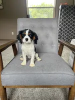 Gracie, a female Cavalier King Charles Spaniel for sale in Balsam Lake, WI – 2 of 7