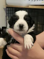 Magnolia , a female Australian Shepherd for sale in Lansing, MI – 2 of 6