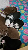 Willow, a female Australian Shepherd for sale in Lansing, MI – 5 of 7