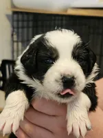 Magnolia , a female Australian Shepherd for sale in Lansing, MI – 5 of 6
