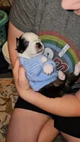 Willow, a female Australian Shepherd for sale in Lansing, MI – 2 of 7