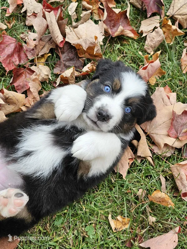 Olive  – Australian Shepherd puppy for sale in Lansing, MI