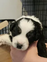 Magnolia , a female Australian Shepherd for sale in Lansing, MI – 4 of 6