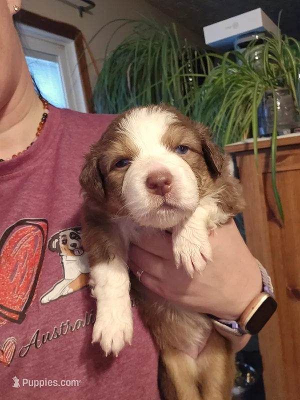 Aspen  – Australian Shepherd puppy for sale in Lansing, MI