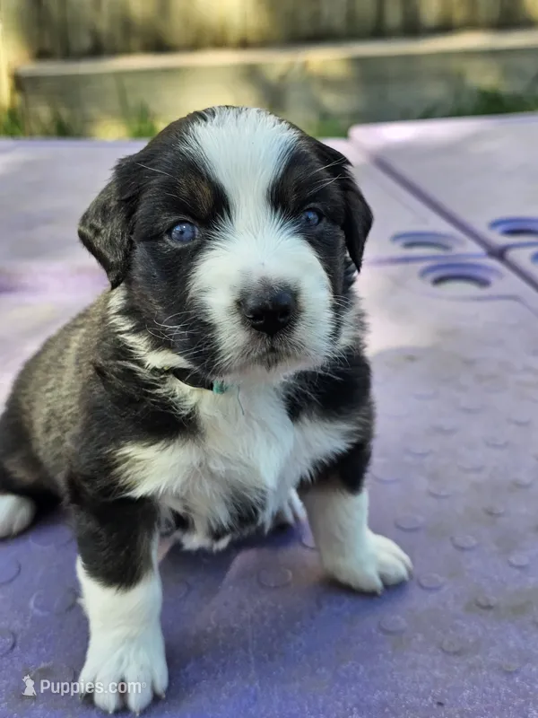 Olive  – Australian Shepherd puppy for sale in Lansing, MI