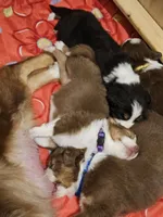 Aspen , a female Australian Shepherd for sale in Lansing, MI – 3 of 5