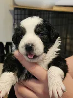 Magnolia , a female Australian Shepherd for sale in Lansing, MI – 3 of 6
