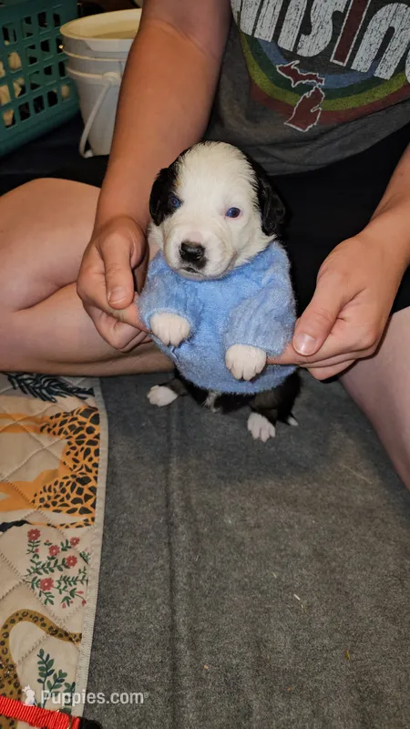 Willow – Australian Shepherd puppy for sale in Lansing, MI