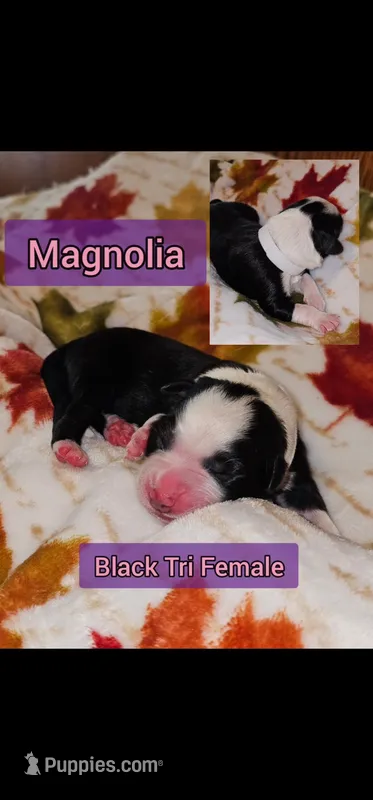 Magnolia  – Australian Shepherd puppy for sale in Lansing, MI