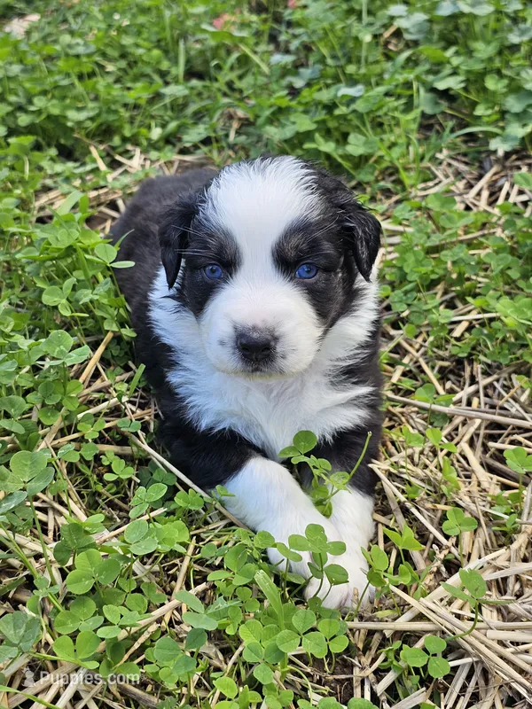 Magnolia  – Australian Shepherd puppy for sale in Lansing, MI