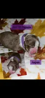 Aspen , a female Australian Shepherd for sale in Lansing, MI – 2 of 5