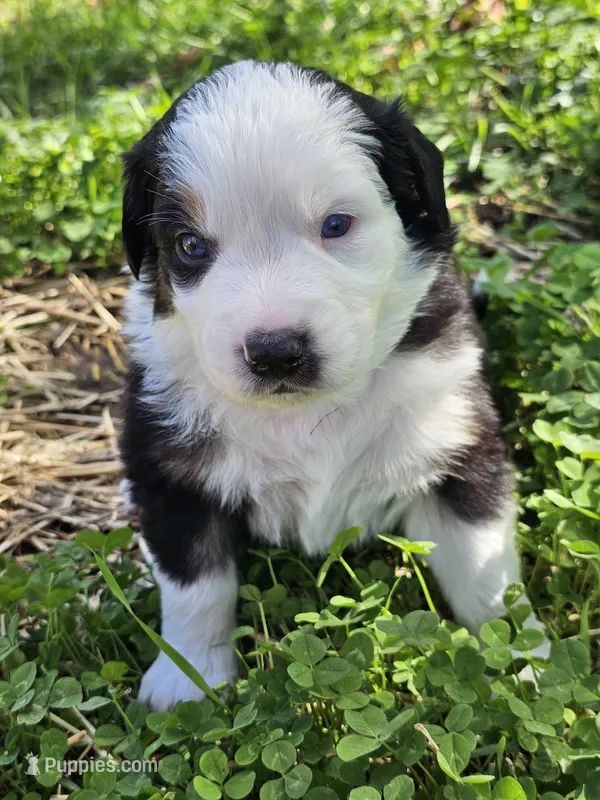 Willow – Australian Shepherd puppy for sale in Lansing, MI