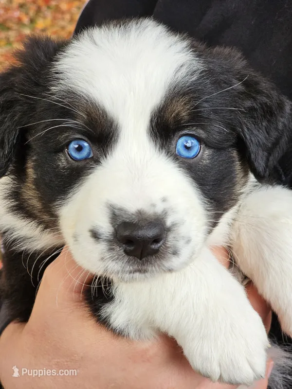 Magnolia  – Australian Shepherd puppy for sale in Lansing, MI