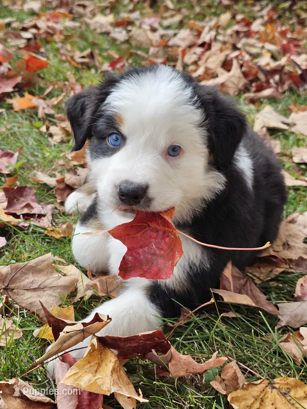 Willow – Australian Shepherd puppy for sale in Lansing, MI