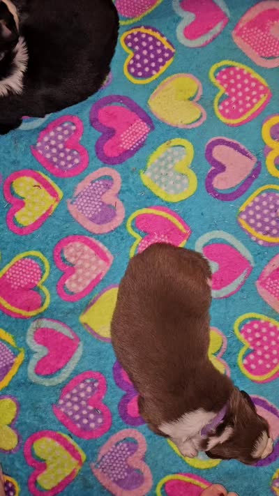 Olive , a female Australian Shepherd for sale in Lansing, MI – 4 of 4