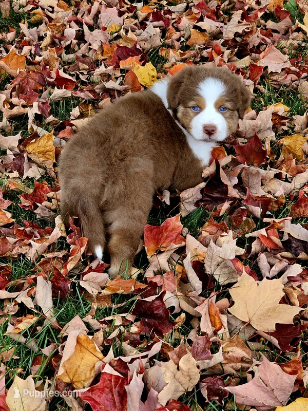 Aspen  – Australian Shepherd puppy for sale in Lansing, MI