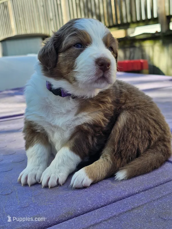 Aspen  – Australian Shepherd puppy for sale in Lansing, MI