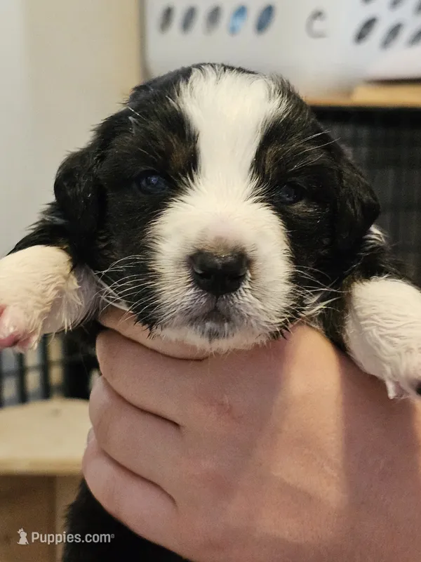 Olive  – Australian Shepherd puppy for sale in Lansing, MI