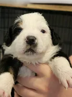 Willow, a female Australian Shepherd for sale in Lansing, MI – 4 of 7