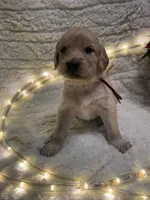 Purple/ Pearl, a female Golden Retriever for sale in Davison, MI – Photo 2 of 4