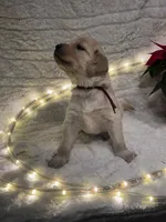 Purple/ Pearl, a female Golden Retriever for sale in Davison, MI – Photo 1 of 4