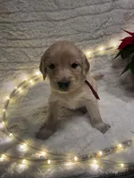 Purple/ Pearl, a female Golden Retriever for sale in Davison, MI – Photo 3 of 4