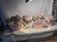 Purple/ Pearl, a female Golden Retriever for sale in Davison, MI – Photo 4 of 4