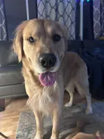 Orange/Owen, a male Golden Retriever for sale in Davison, MI – Photo 3 of 4