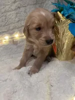 Orange/Owen, a male Golden Retriever for sale in Davison, MI – Photo 1 of 4