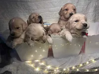 Orange/Owen, a male Golden Retriever for sale in Davison, MI – Photo 4 of 4