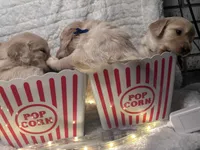 Green/Greg, a male Golden Retriever for sale in Davison, MI – Photo 4 of 4