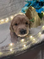 Green/Greg, a male Golden Retriever for sale in Davison, MI – Photo 1 of 4