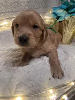 Green/Greg, a male Golden Retriever for sale in Davison, MI – Photo 2 of 4