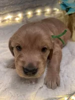 Green/Greg, a male Golden Retriever for sale in Davison, MI – Photo 3 of 4