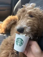 Bear, a male Goldendoodle for sale in Phoenix, AZ – 6 of 8