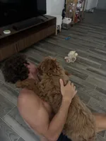 Bear, a male Goldendoodle for sale in Phoenix, AZ – 8 of 8