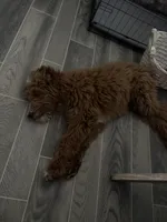 Bear, a male Goldendoodle for sale in Phoenix, AZ – 5 of 8