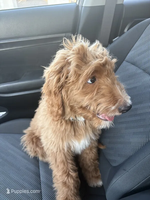 Bear – Goldendoodle puppy for sale in Phoenix, AZ