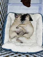 Summit , a male Pug for sale in Vienna, MD – 3 of 5