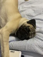 Summit , a male Pug for sale in Vienna, MD – 5 of 5