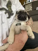 Summit , a male Pug for sale in Vienna, MD – 2 of 5