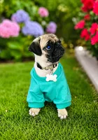 Summit , a male Pug for sale in Vienna, MD – 1 of 5
