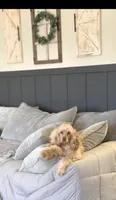 Finn, a male Cocker Spaniel and English Cocker Spaniel for sale in Dallas, GA – 3 of 5