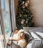 Finn, a male Cocker Spaniel and English Cocker Spaniel for sale in Dallas, GA – 4 of 5
