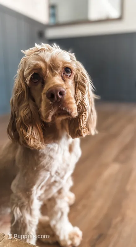 Finn – Cocker Spaniel, English Cocker Spaniel puppy for sale in Dallas, GA