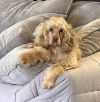 Finn, a male Cocker Spaniel and English Cocker Spaniel for sale in Dallas, GA – 2 of 5