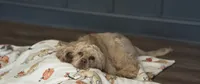 Finn, a male Cocker Spaniel and English Cocker Spaniel for sale in Dallas, GA – 5 of 5
